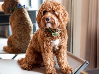 The Best Dog Walks in Central London