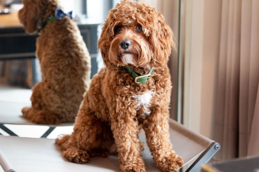 Best dog walks in central London