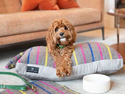 The Athenaeum Hotel & Residences a dog's eye view