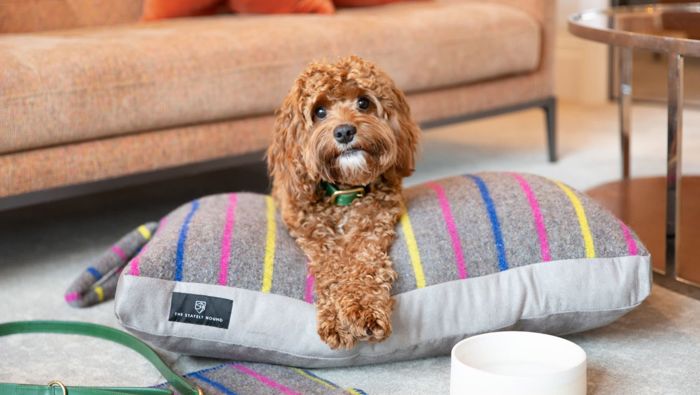 Dog on a cushion in hotel room