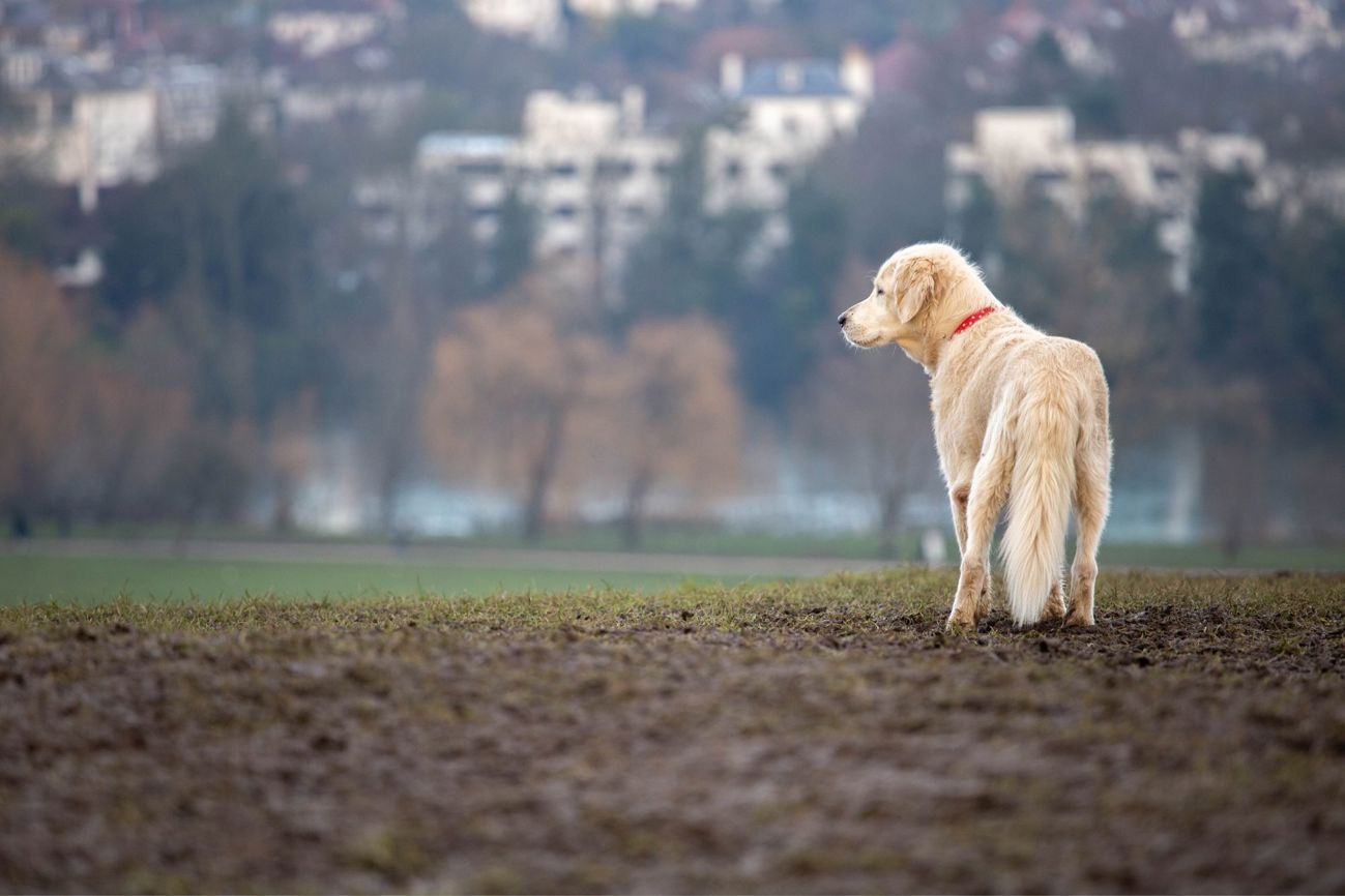 Dog walks in Green Park London