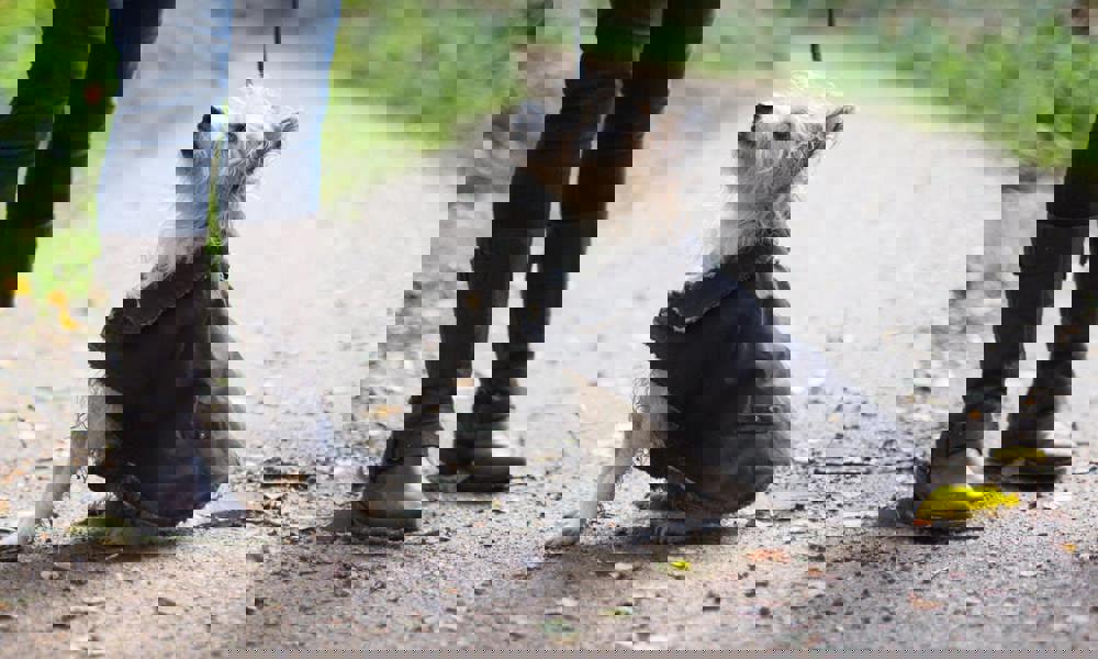 Dog going on a walk in a coat