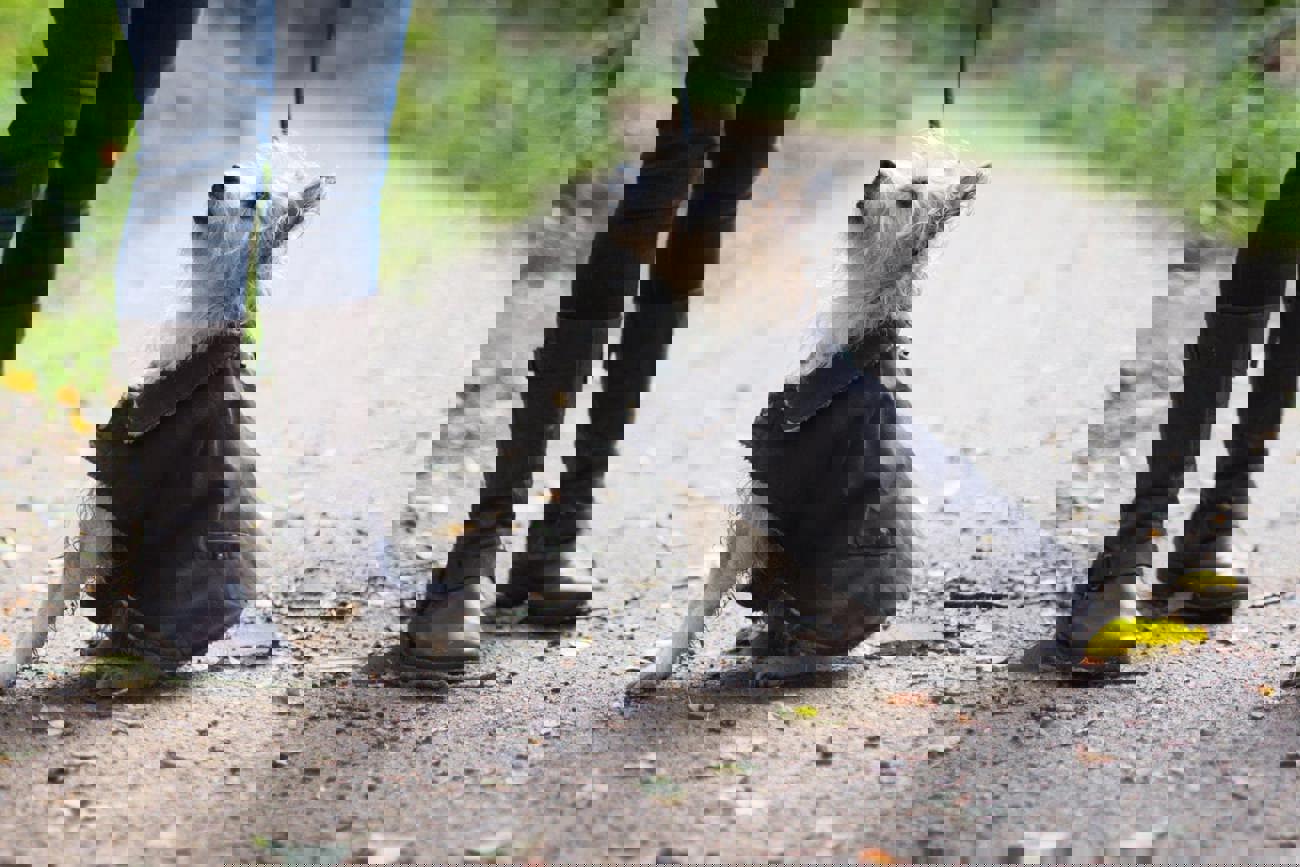 The Athenaeum Hotel & Residences A Dog's Eye View