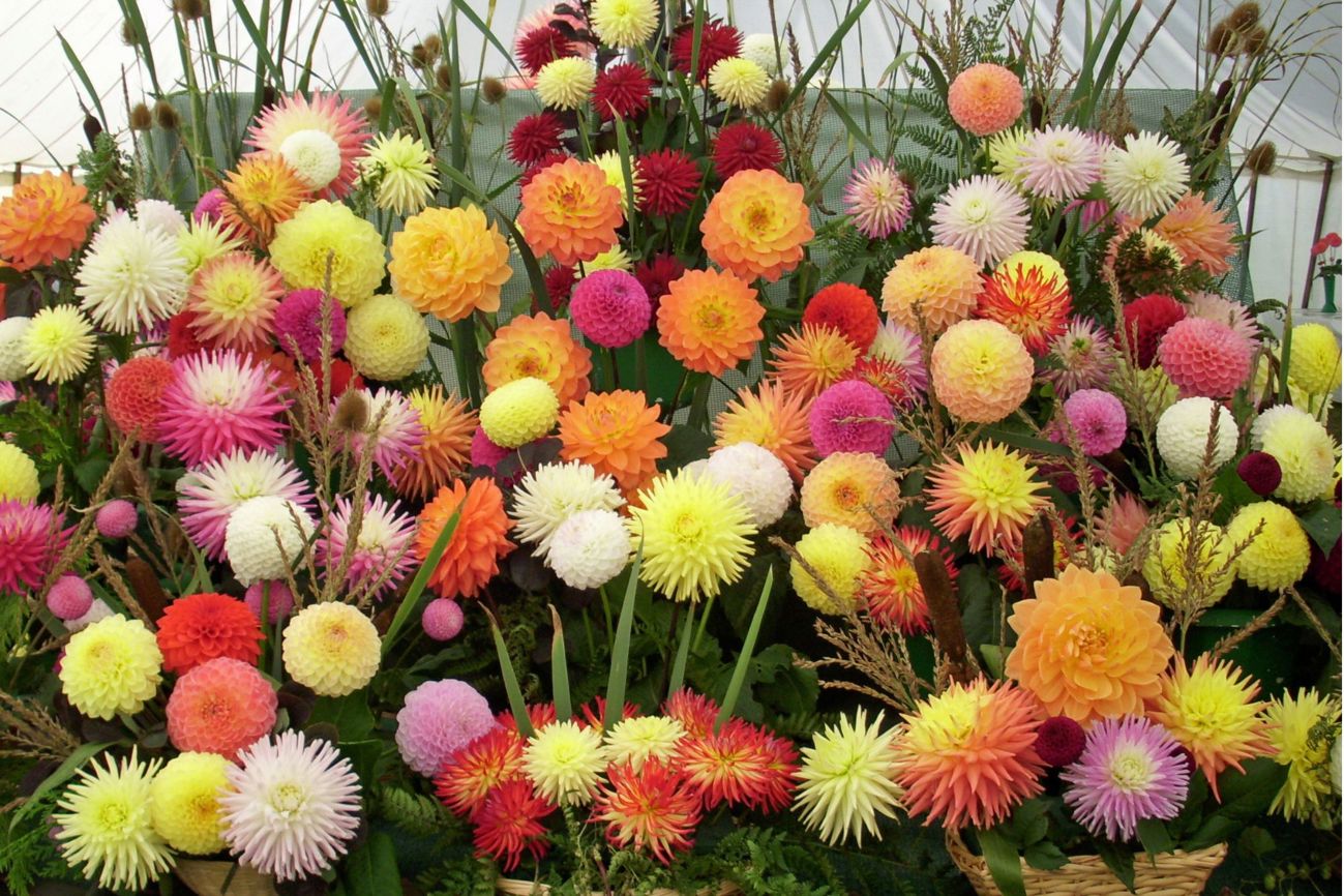 Royal Chelsea Flower Show 2026 Guide