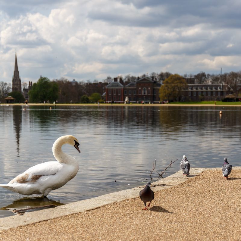 Royal parks in London