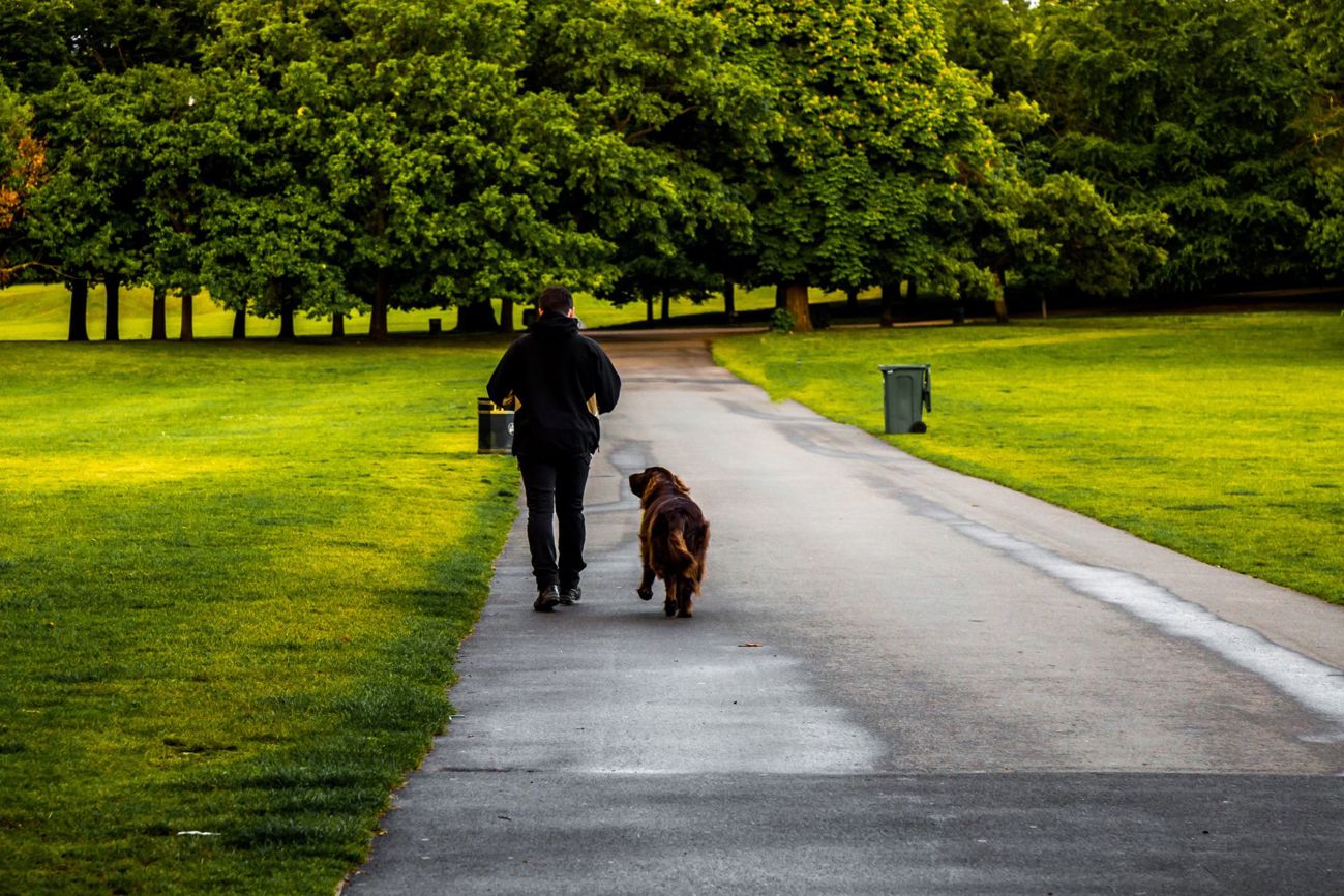 Dog walks in Green Park London
