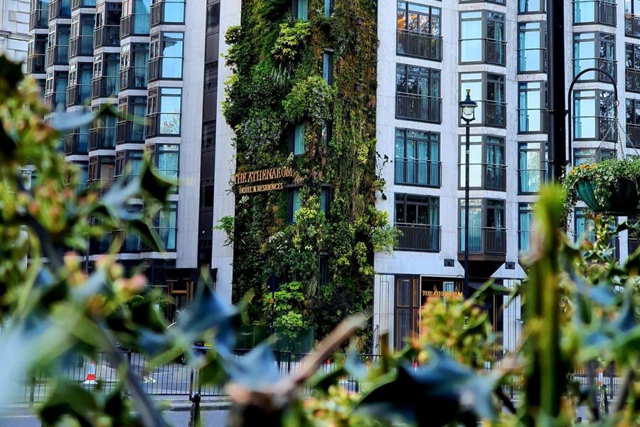 The Athenaeum Hotel and Residences living wall