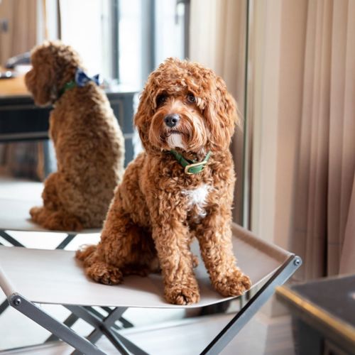 The Athenaeum Dog Friendly