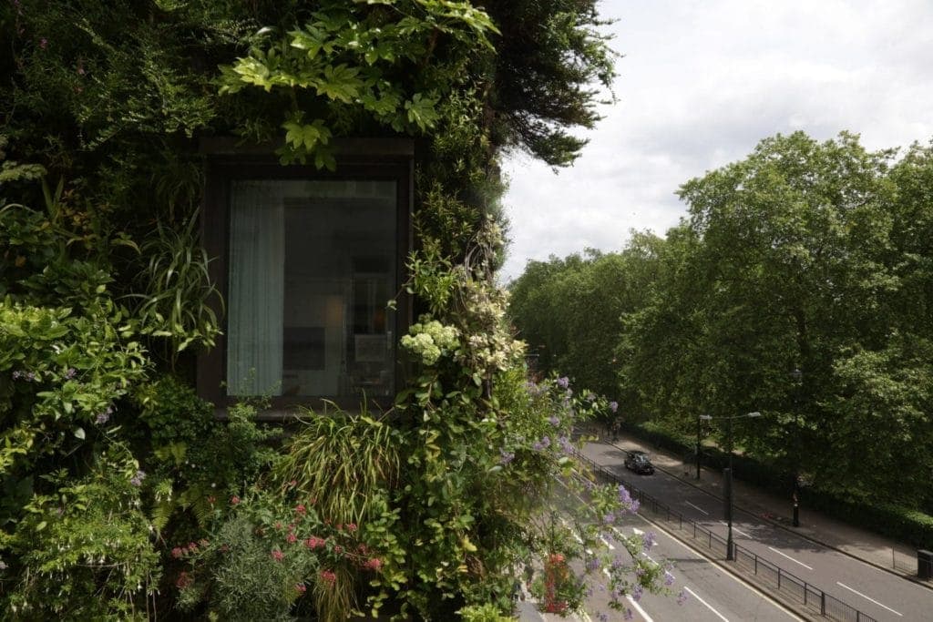 The living wall at The Athenaeum London Mayfair Hotel