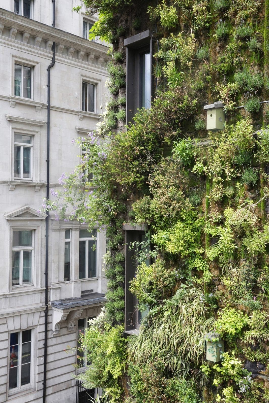 Living Wall Green Wall And Vertical Garden London The - 