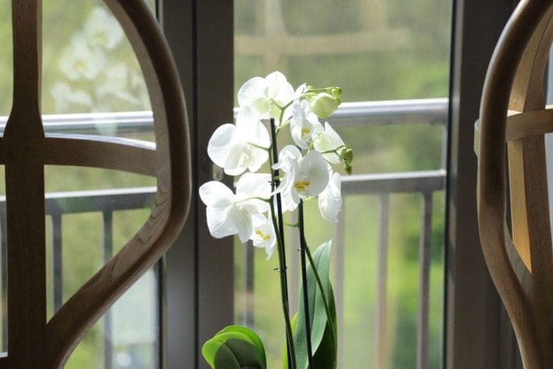 Park View Flower