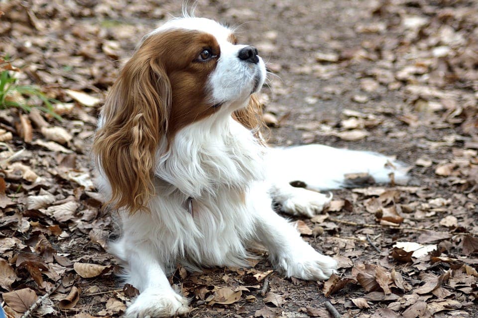 King Charles Spaniel in the leaves