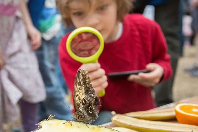 Sensational Butterflies