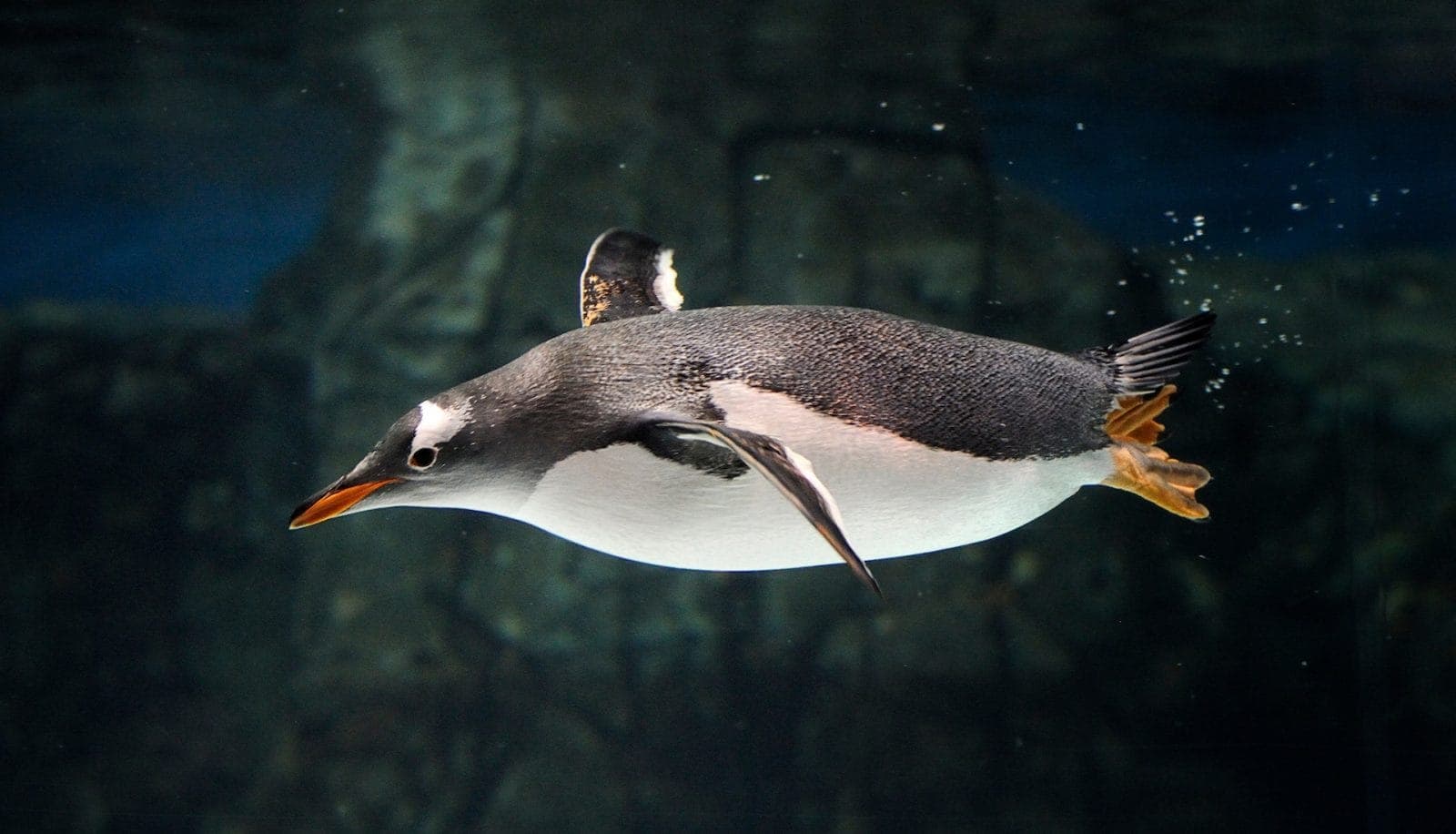 Pengiun swimming at the London Aquarium after dark