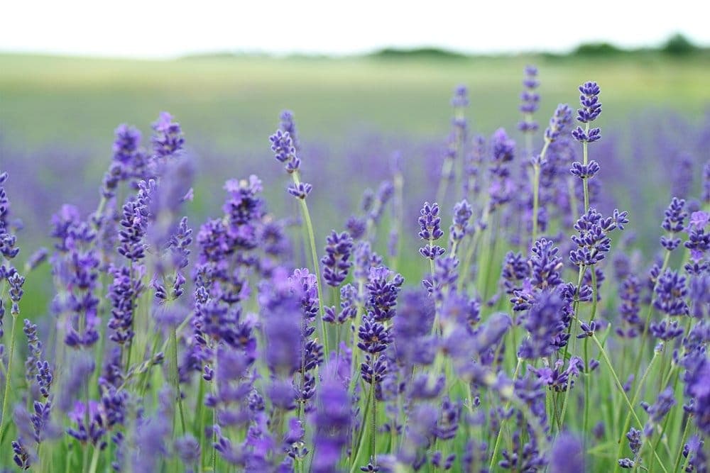 Foraging Lavender Blog