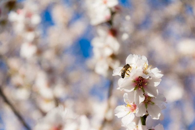 London in spring at The Athenaeum