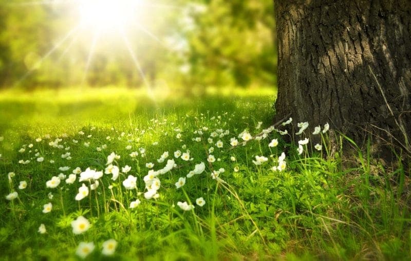 Spring Picnic
