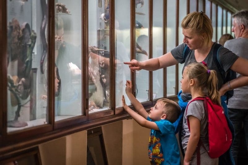 Horniman Museum kids The Athenaeum