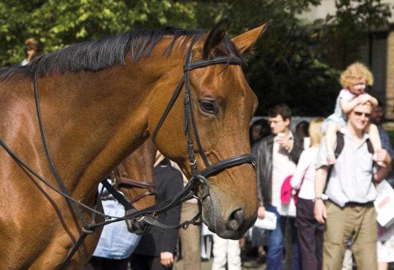 Horses in Hyde Park The Athenaeum