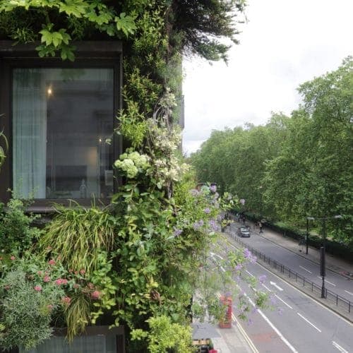 The Living Wall at The Athenaeum. This natural mural sits on a 5 star hotel in London.