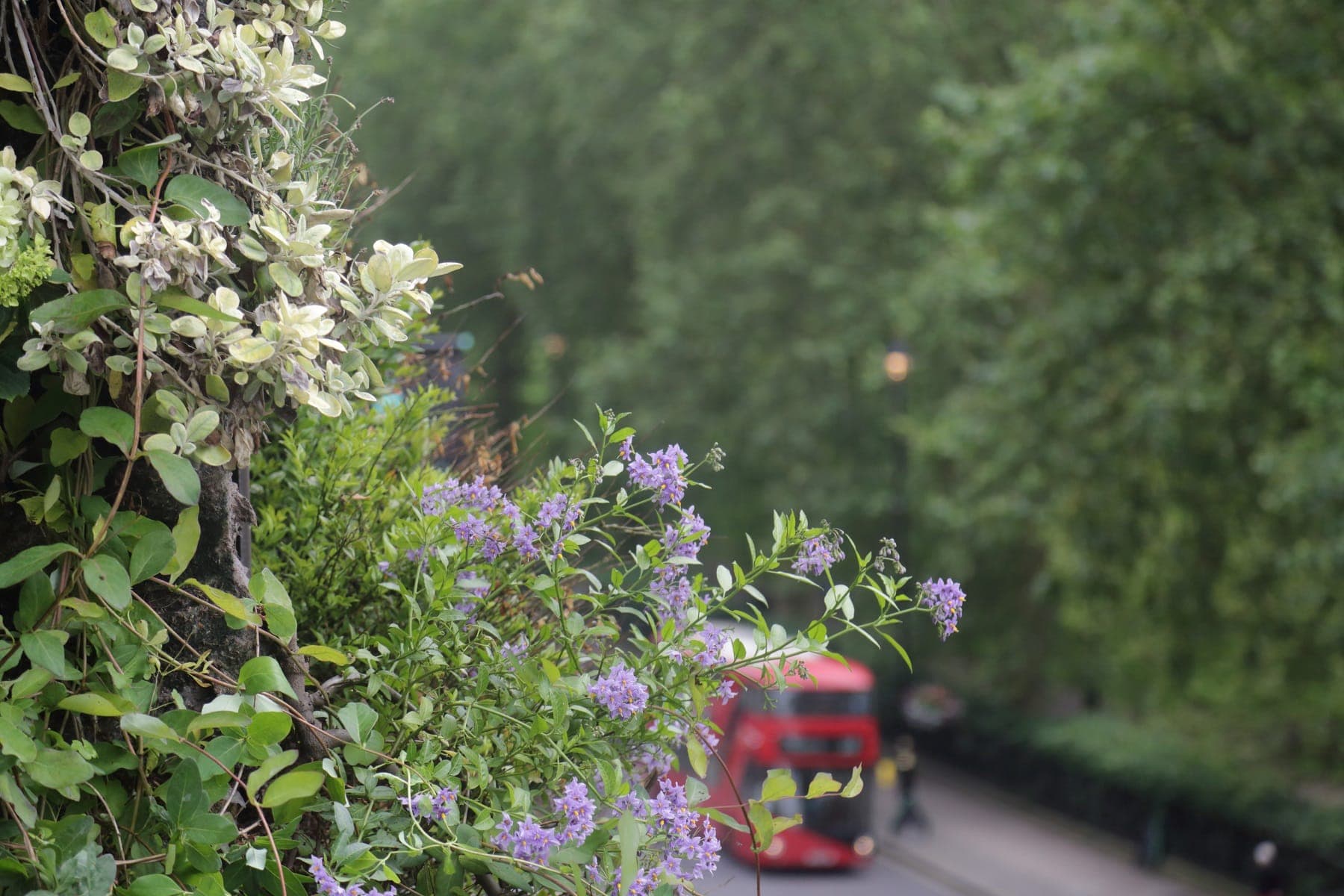 Living Wall at The Athenaeum looking over Piccadilly in London.