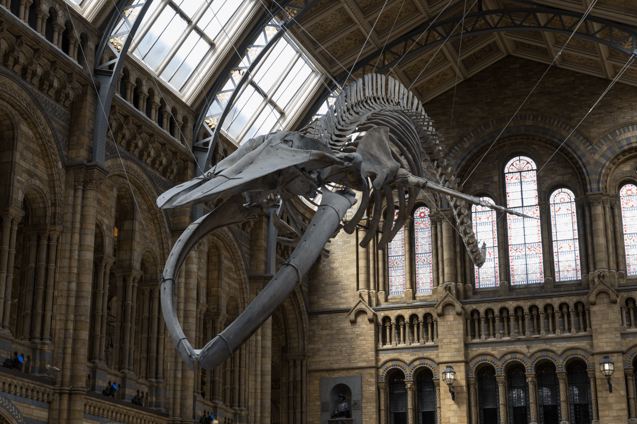 blue whale