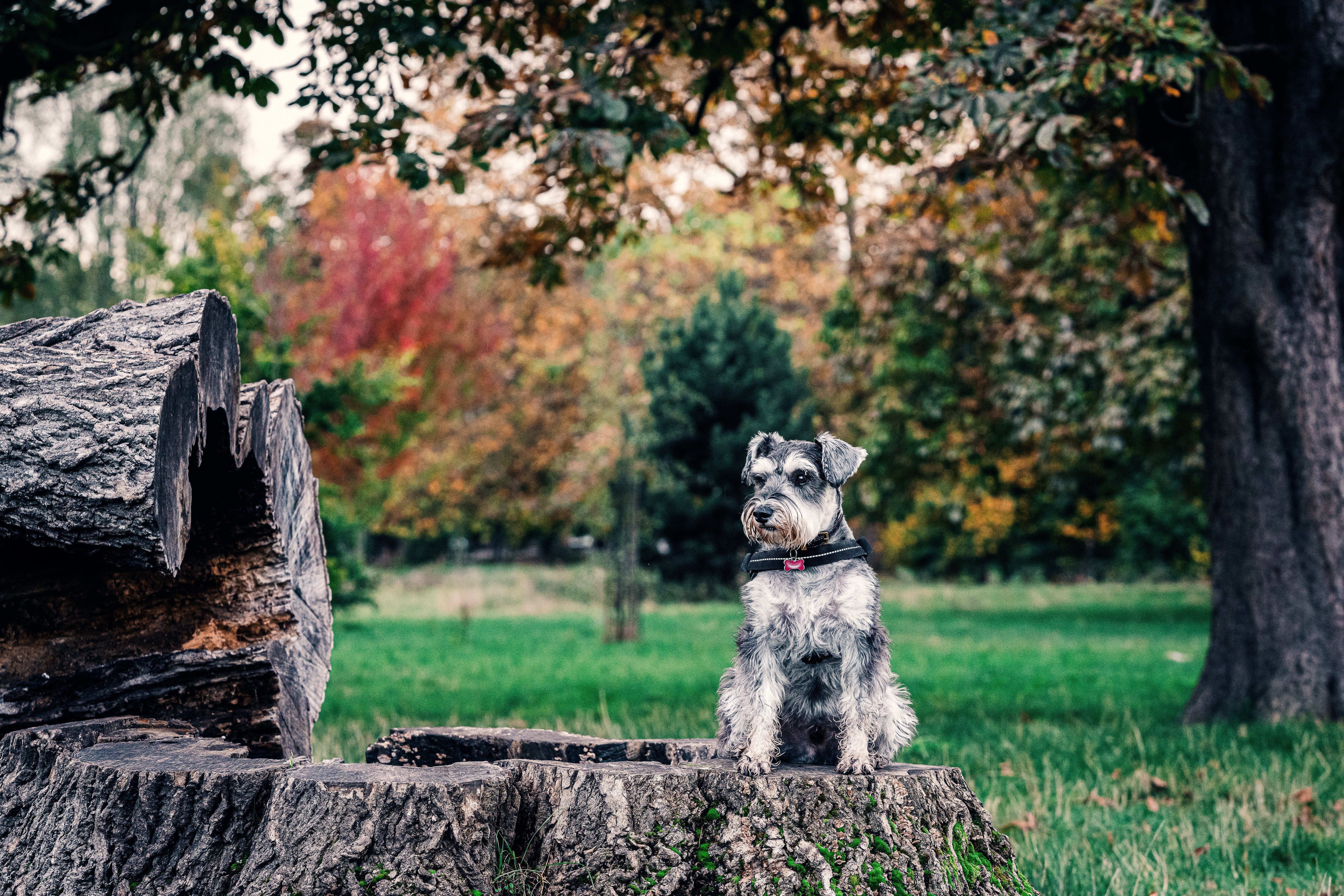 Dog in Park sitting on Tree