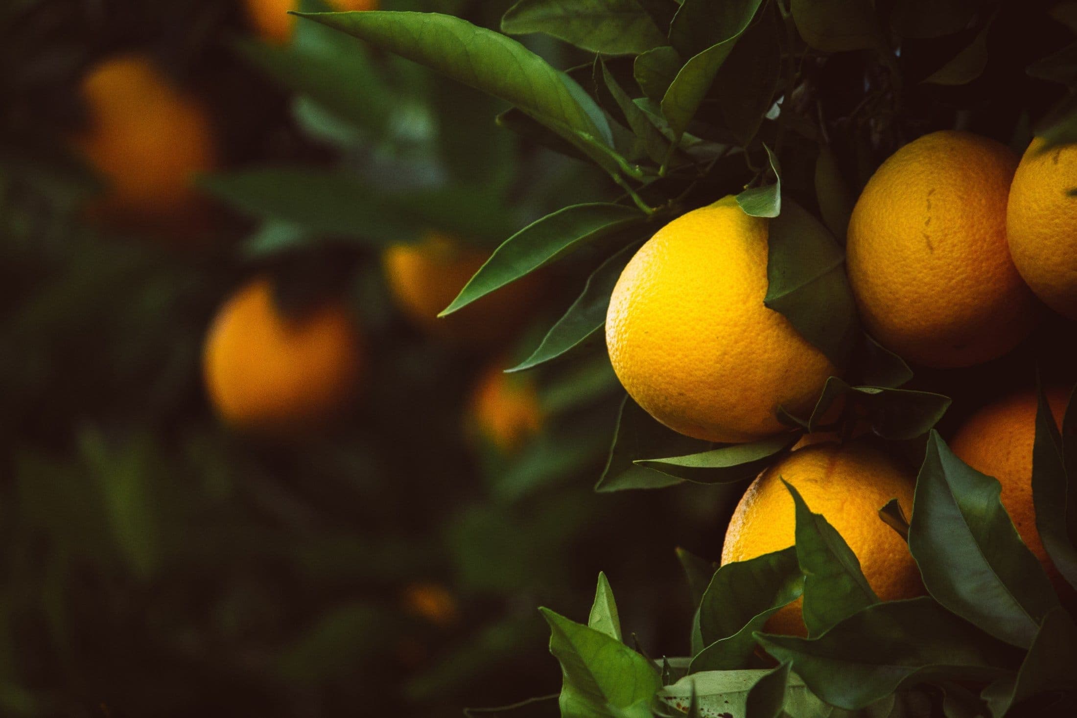 fresh lemons