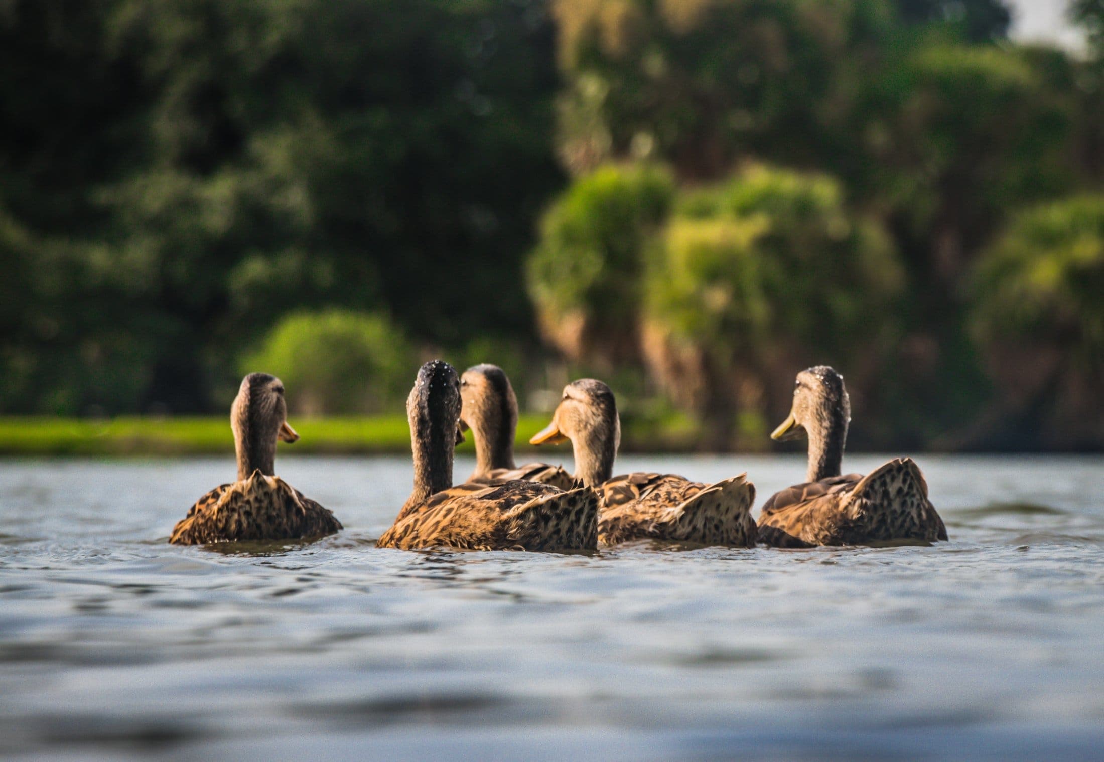 Ducks on a lake in Green Park