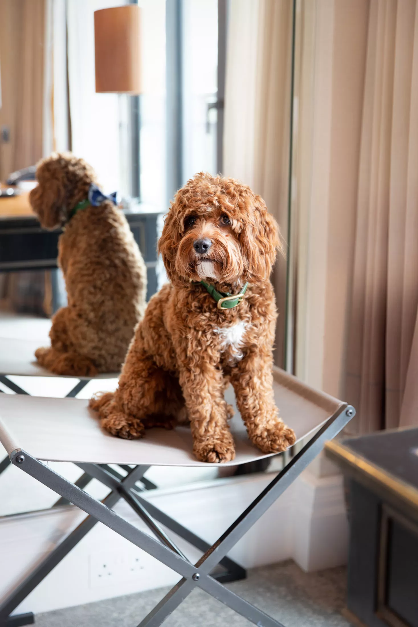 Dog at The Athenaeum with The Stately Hound