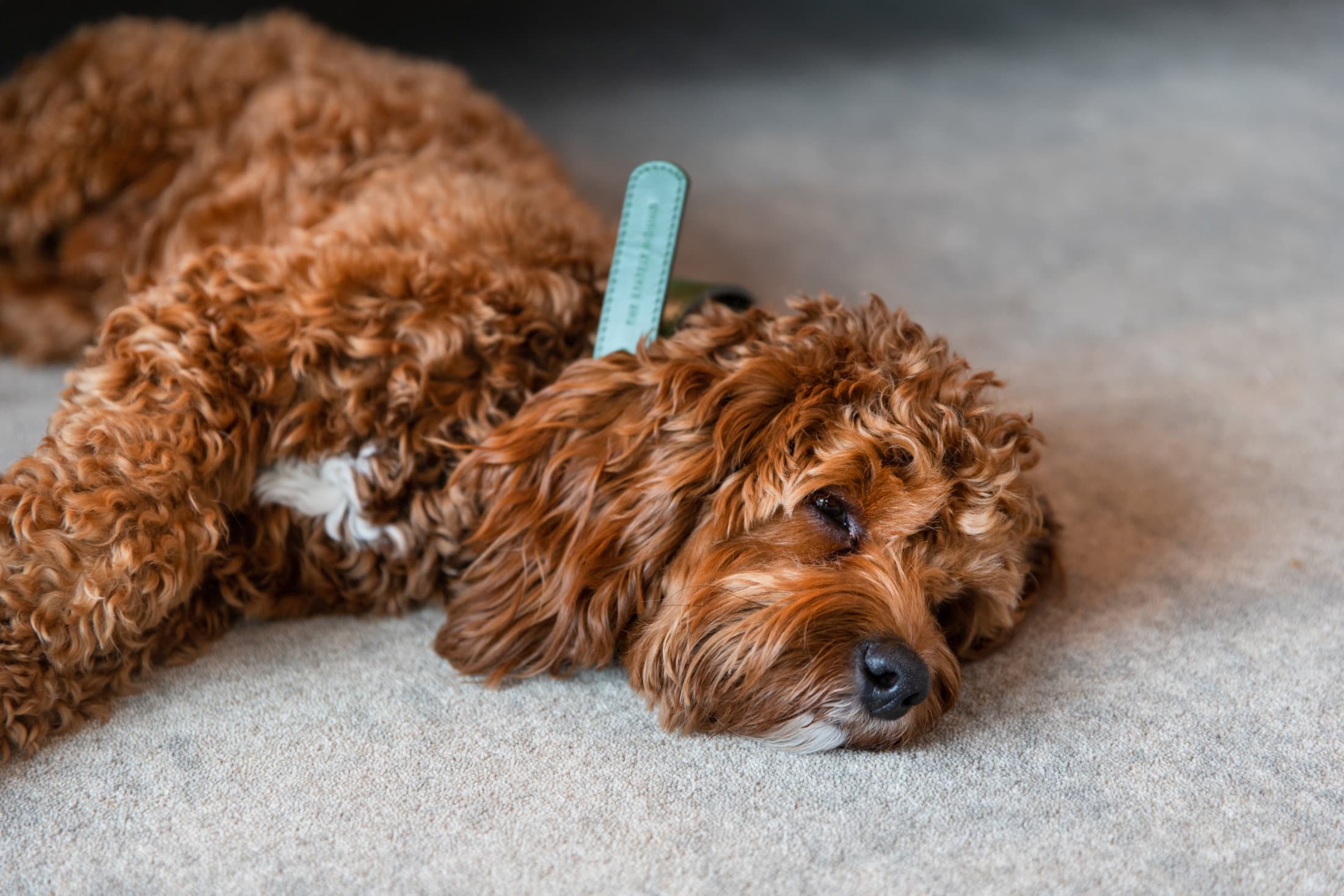 Dog at The Athenaeum with The Stately Hound. The Athenaeum is a dog friendly hotel in London.