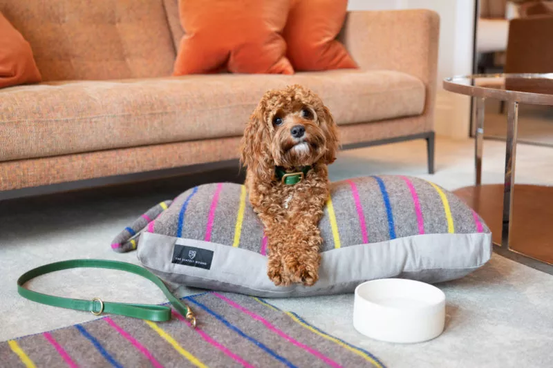 Dog at The Athenaeum with The Stately Hound