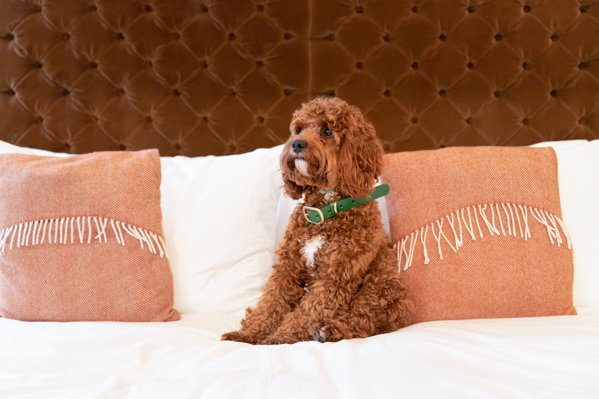 Friendly dog sitting on top of a bed at the dog friendly The Athenaeum Hotel