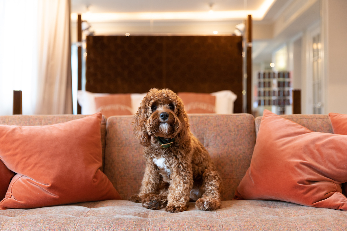 Dog sitting on a sofa at the dog friendly hotel The Athenaeum Hotel and Residences