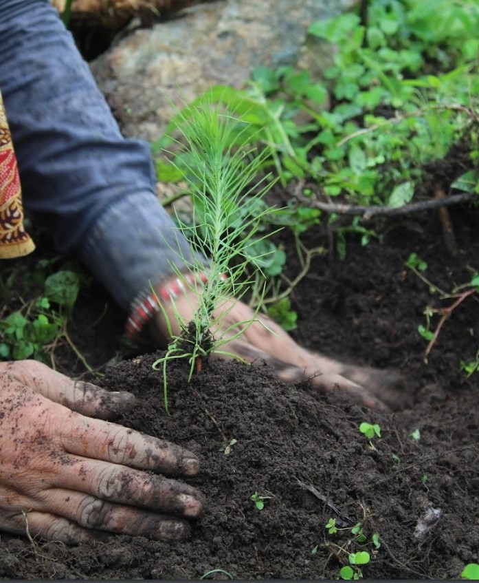 More-trees-tree-planting